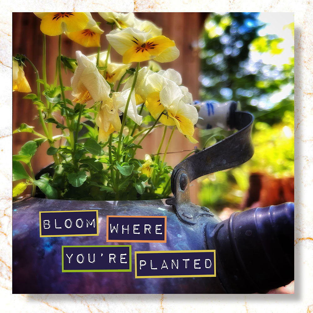 Bloom Where You&